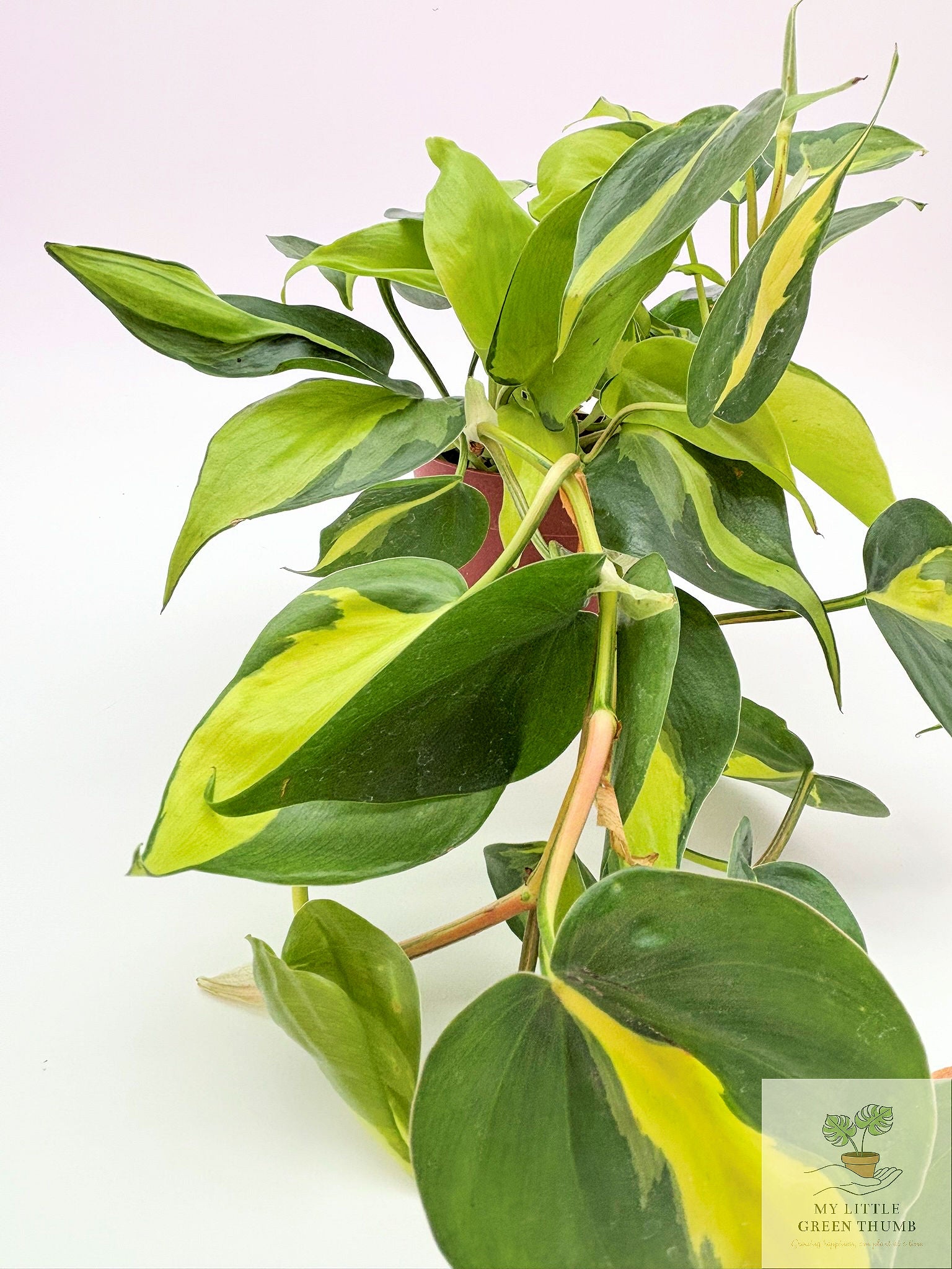 🌿 Philodendron Brasil - Trailing Heartleaf Philodendron • Easy-Care Houseplant
