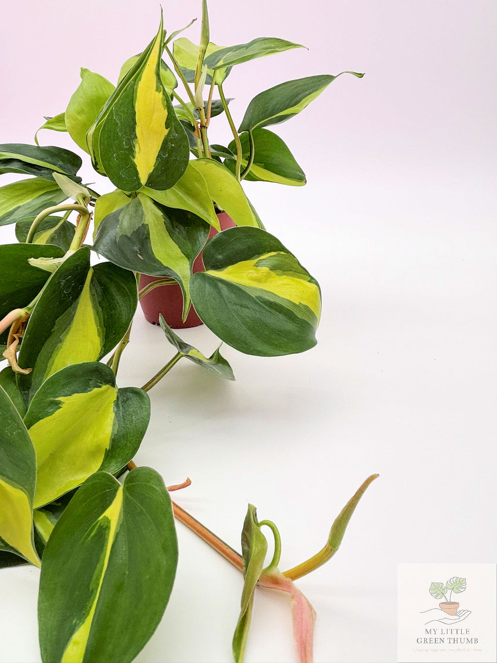 🌿 Philodendron Brasil - Trailing Heartleaf Philodendron • Easy-Care Houseplant