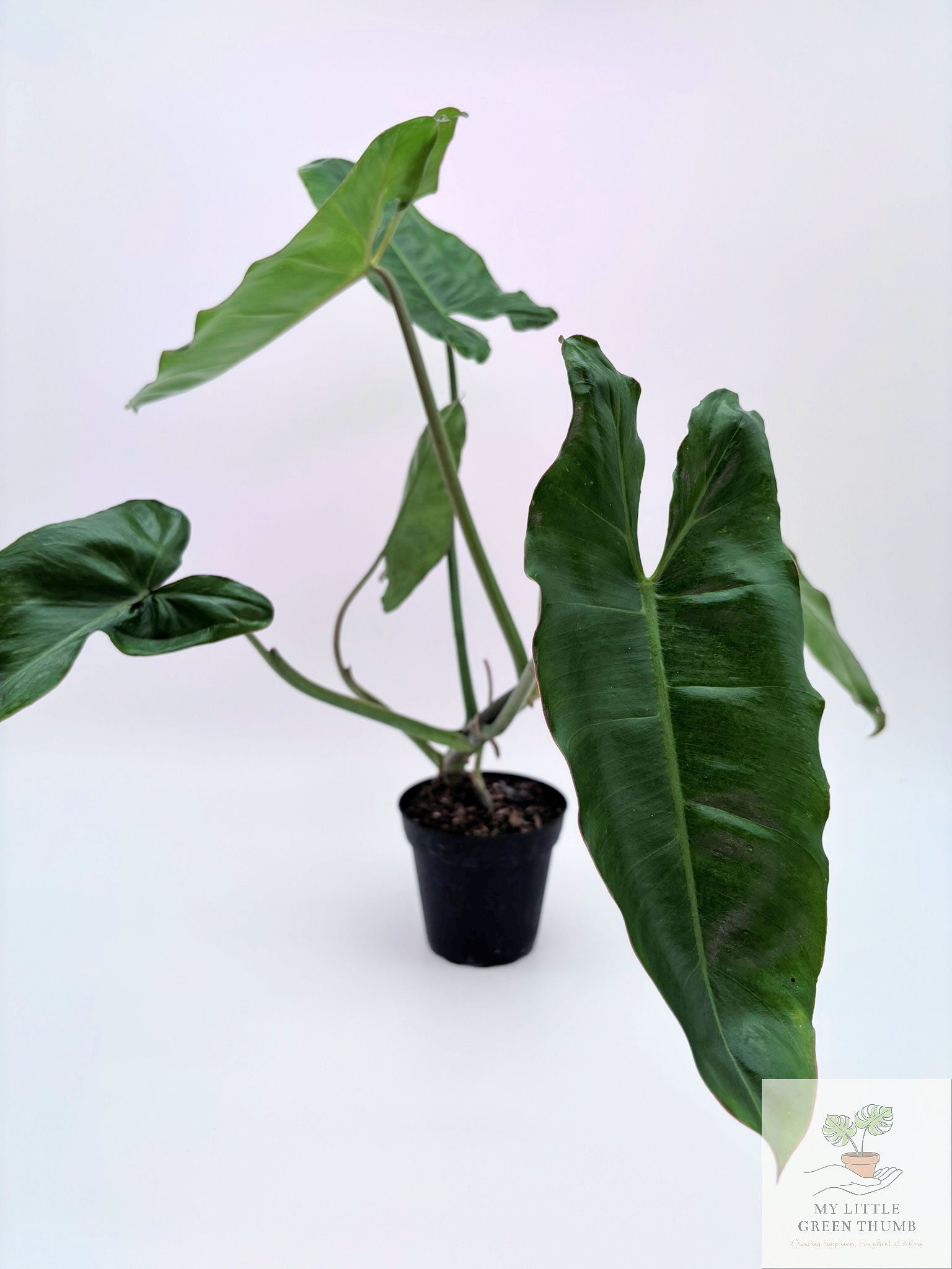 🌿 Philodendron Paraiso Verde - Rare Collector Tropical Houseplant
