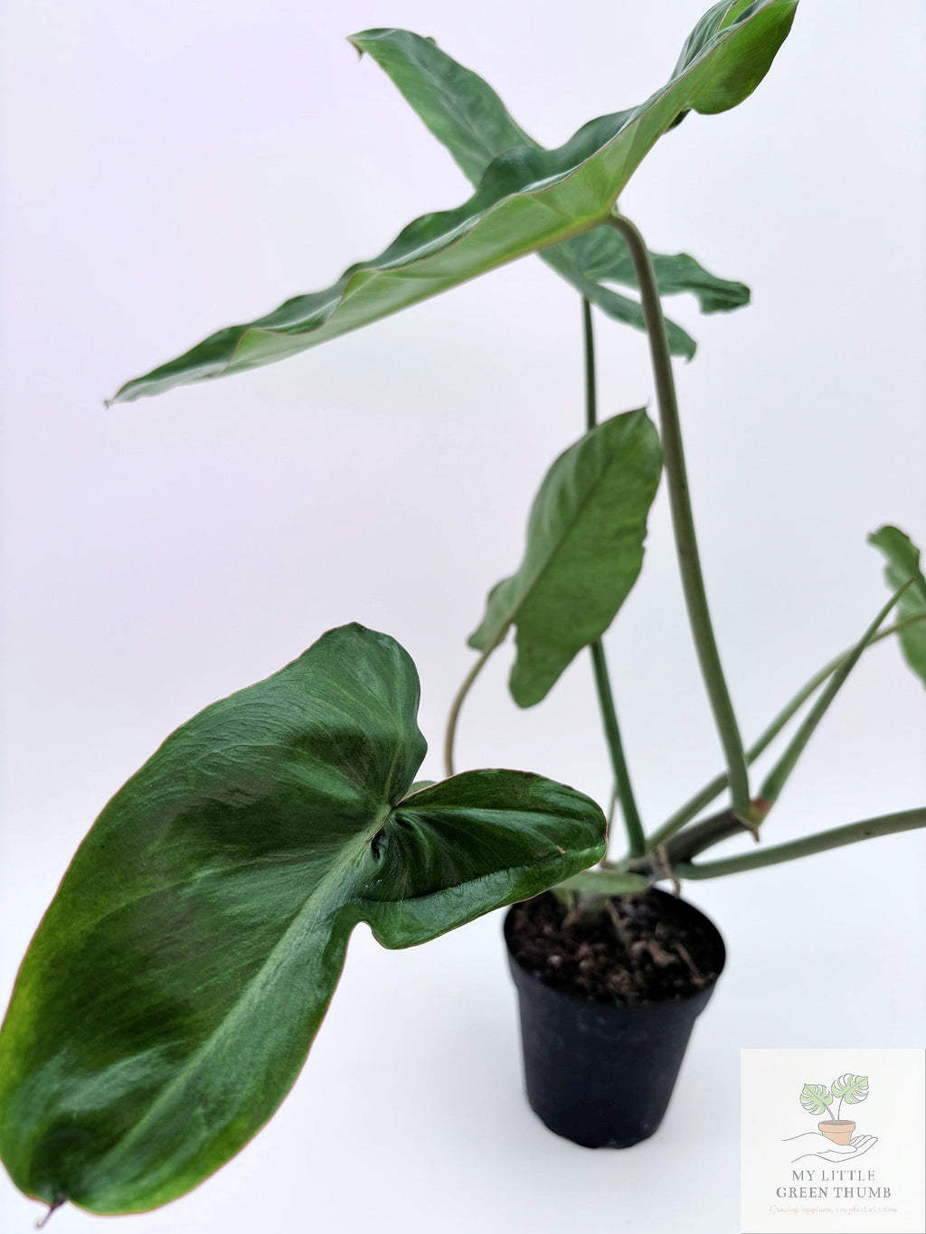 🌿 Philodendron Paraiso Verde - Rare Collector Tropical Houseplant