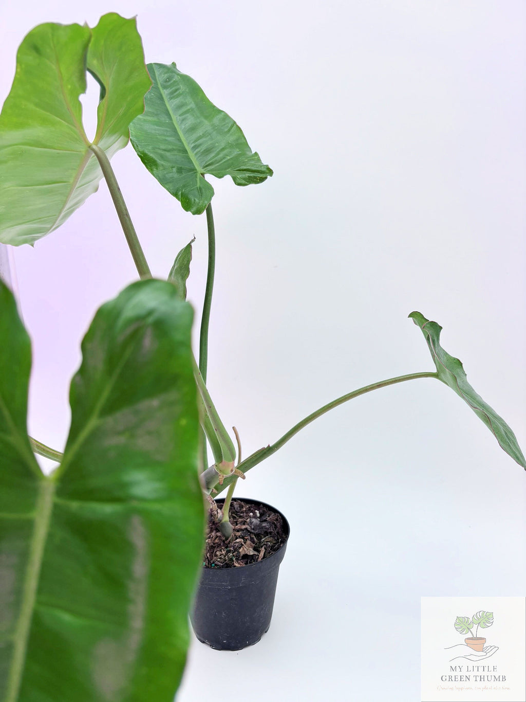 🌿 Philodendron Paraiso Verde - Rare Collector Tropical Houseplant