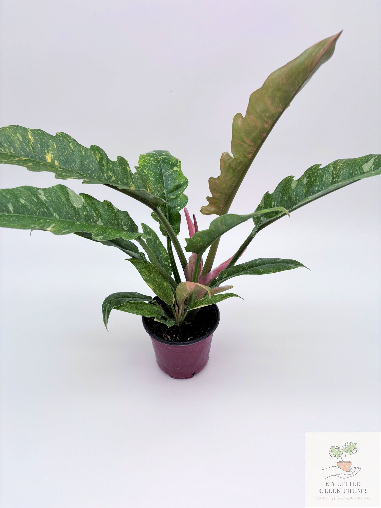 🌿 Philodendron Ring of Fire Rare Variegated Philodendron • Collector Tropical Houseplant