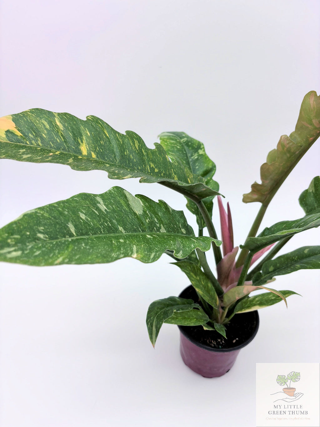 🌿 Philodendron Ring of Fire Rare Variegated Philodendron • Collector Tropical Houseplant