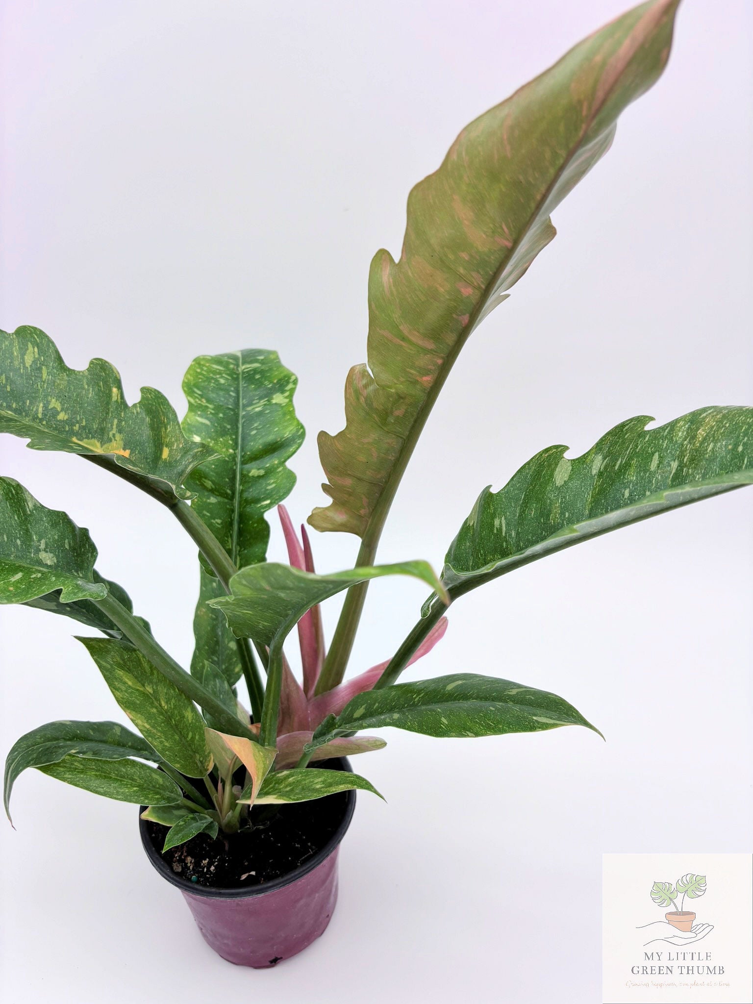 🌿 Philodendron Ring of Fire Rare Variegated Philodendron • Collector Tropical Houseplant