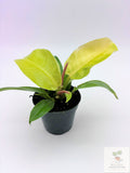 🌿 Philodendron Moonlight Bright Tropical Foliage Plant 4" Pot• Easy-Care Philodendron