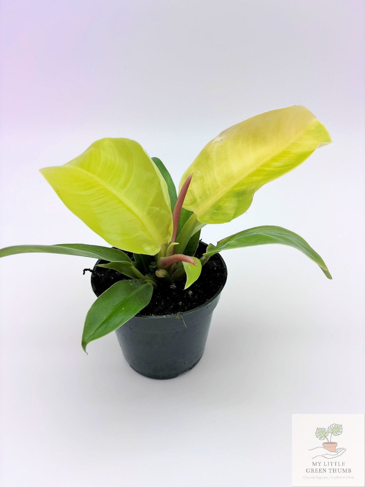 🌿 Philodendron Moonlight Bright Tropical Foliage Plant 4" Pot• Easy-Care Philodendron
