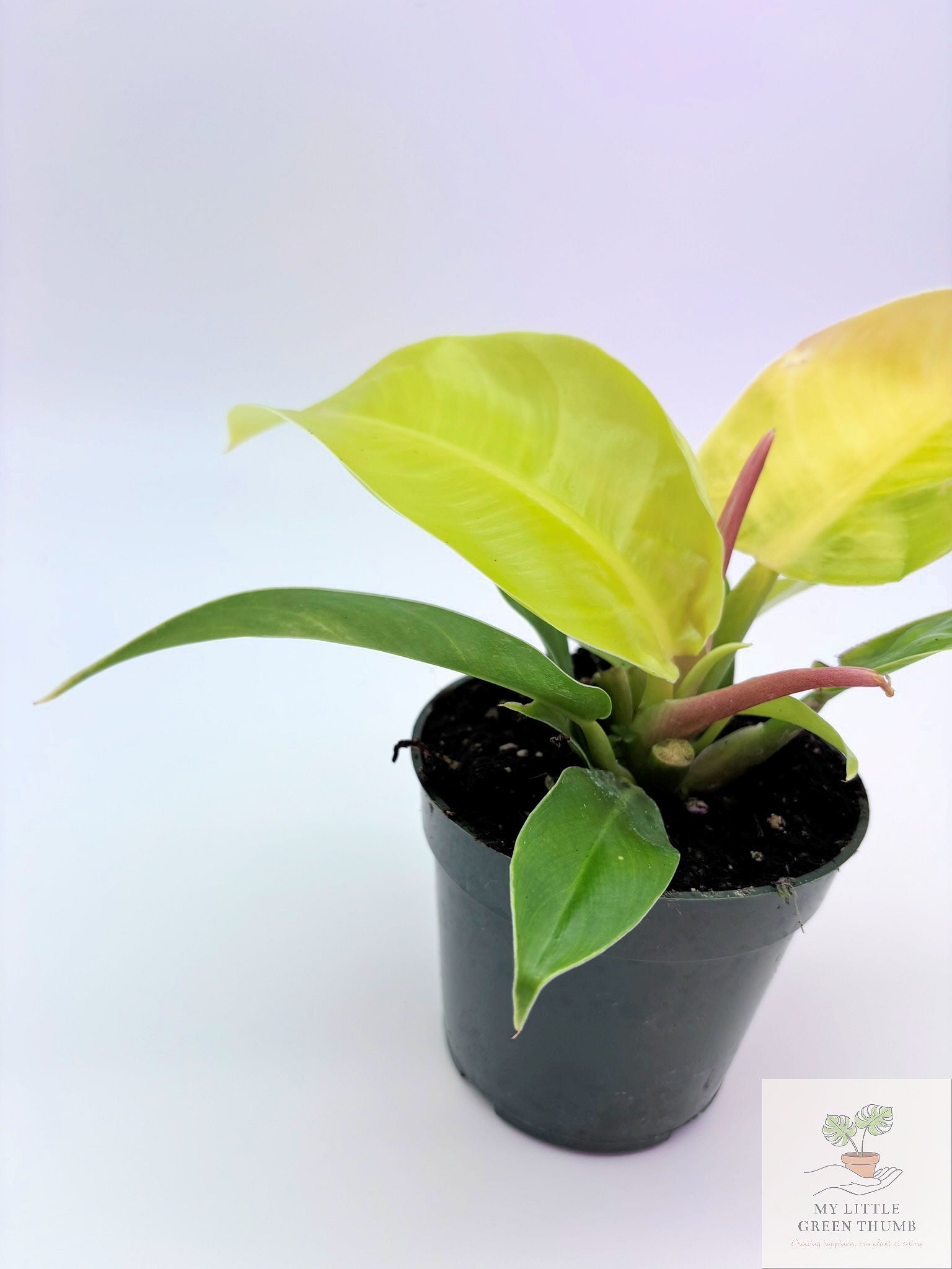 🌿 Philodendron Moonlight Bright Tropical Foliage Plant 4" Pot• Easy-Care Philodendron