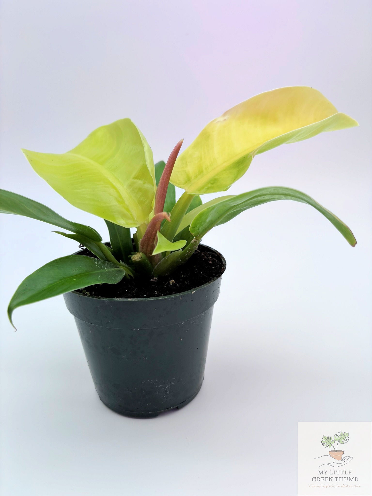 🌿 Philodendron Moonlight Bright Tropical Foliage Plant 4" Pot• Easy-Care Philodendron