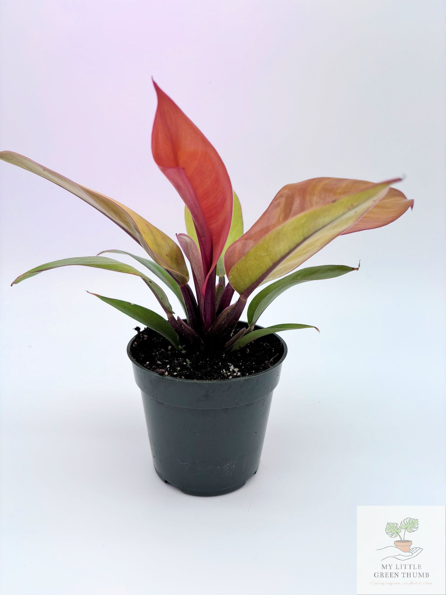 🌿 Philodendron Prince of Orange Color-Changing Tropical Houseplant • 4" POT Easy-Care Philodendron