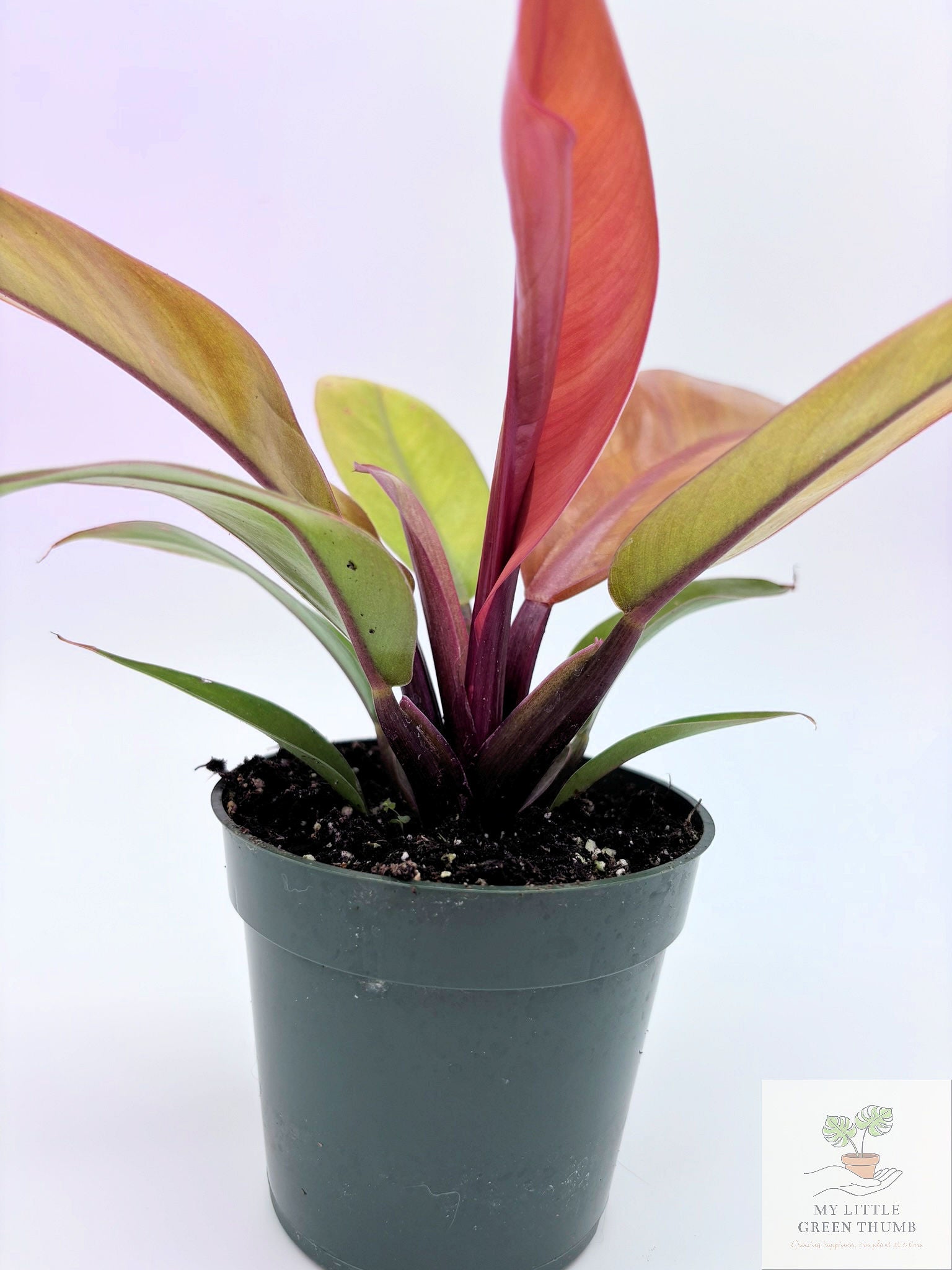 🌿 Philodendron Prince of Orange Color-Changing Tropical Houseplant • 4" POT Easy-Care Philodendron