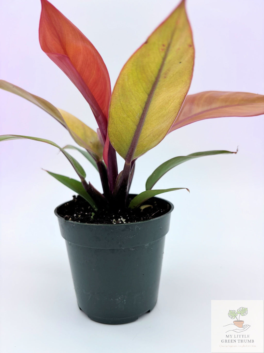 🌿 Philodendron Prince of Orange Color-Changing Tropical Houseplant • 4" POT Easy-Care Philodendron