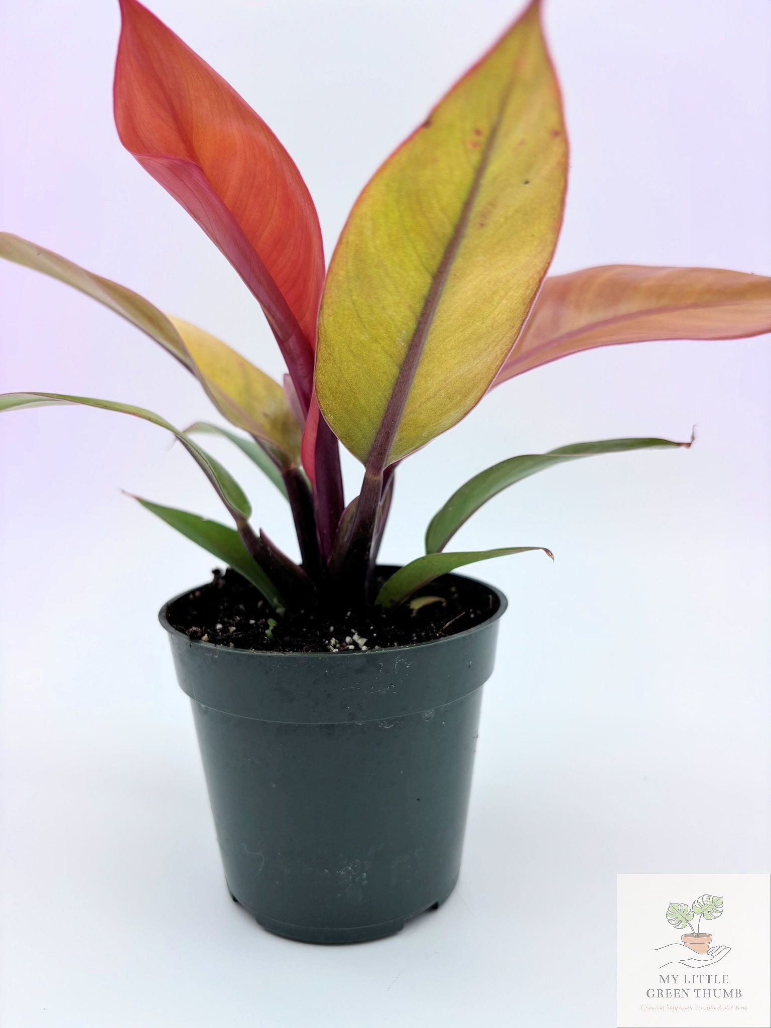 🌿 Philodendron Prince of Orange Color-Changing Tropical Houseplant • 4" POT Easy-Care Philodendron