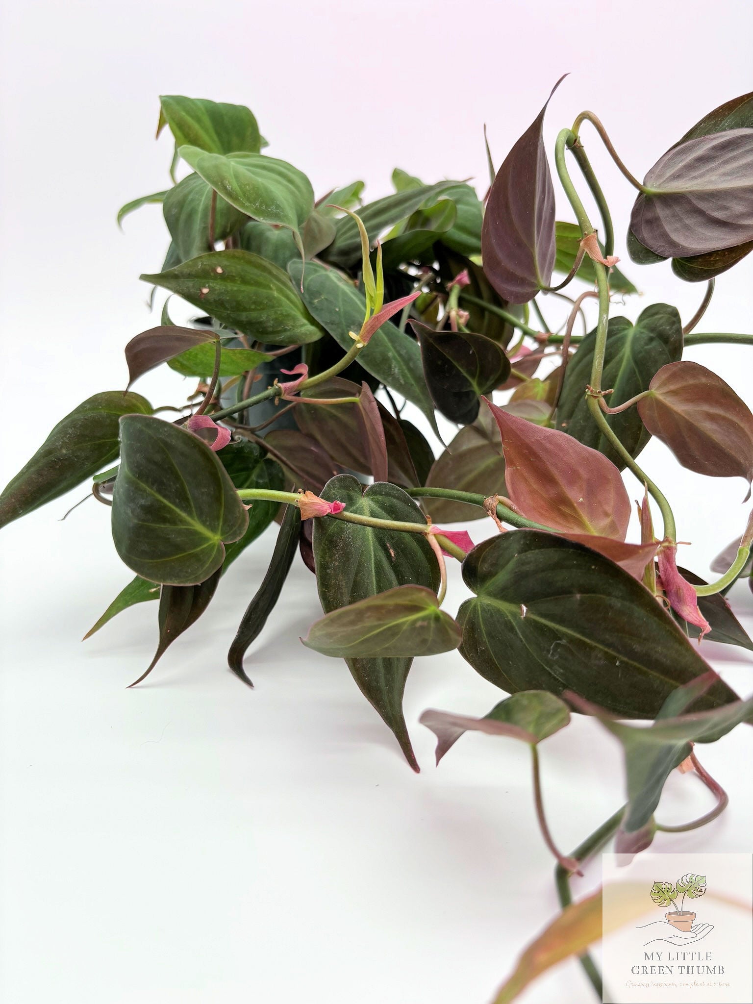 🌿  Philodendron Micans - Velvet Leaf Philodendron • Trailing Tropical Houseplant