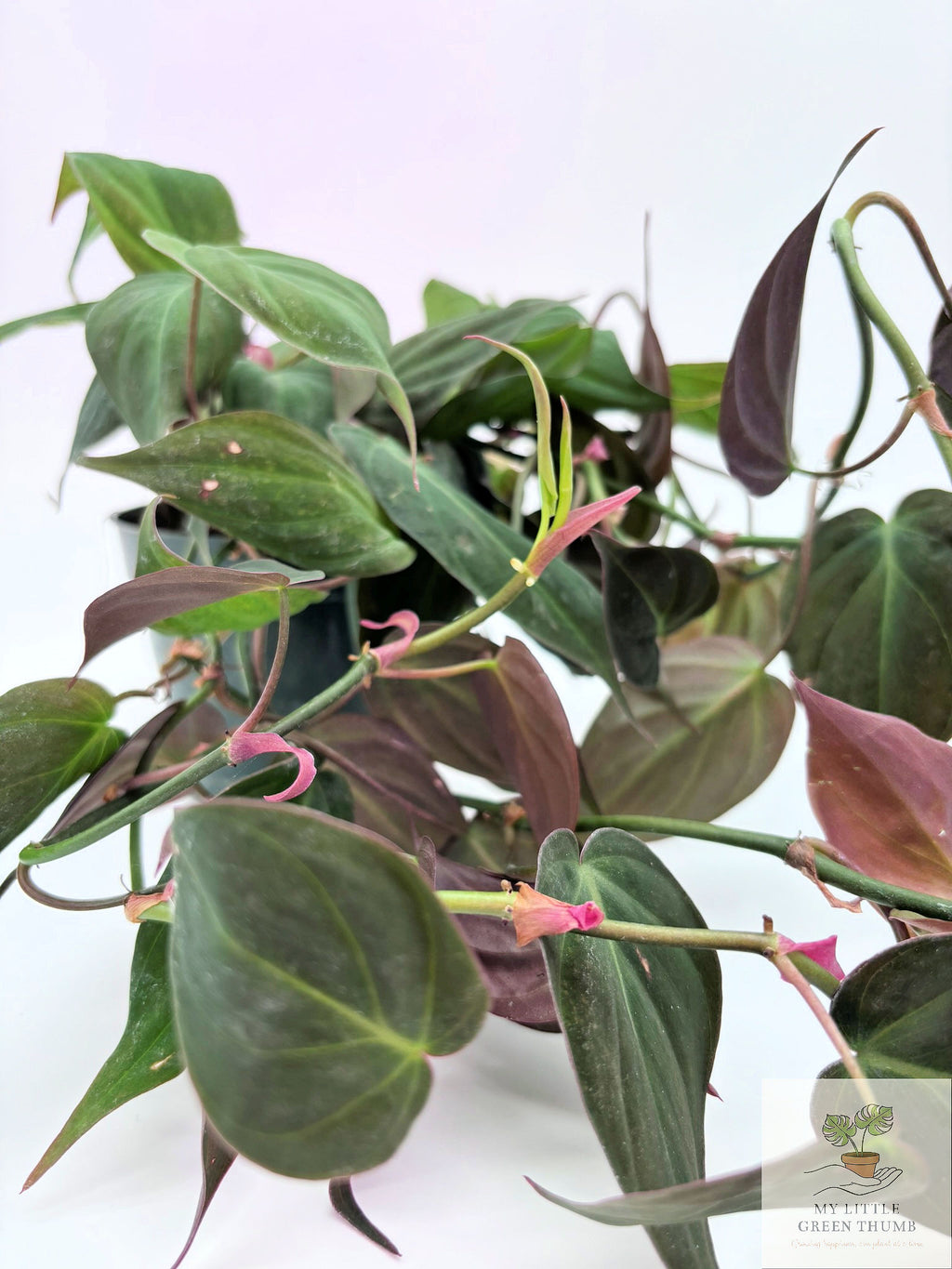 🌿  Philodendron Micans - Velvet Leaf Philodendron • Trailing Tropical Houseplant