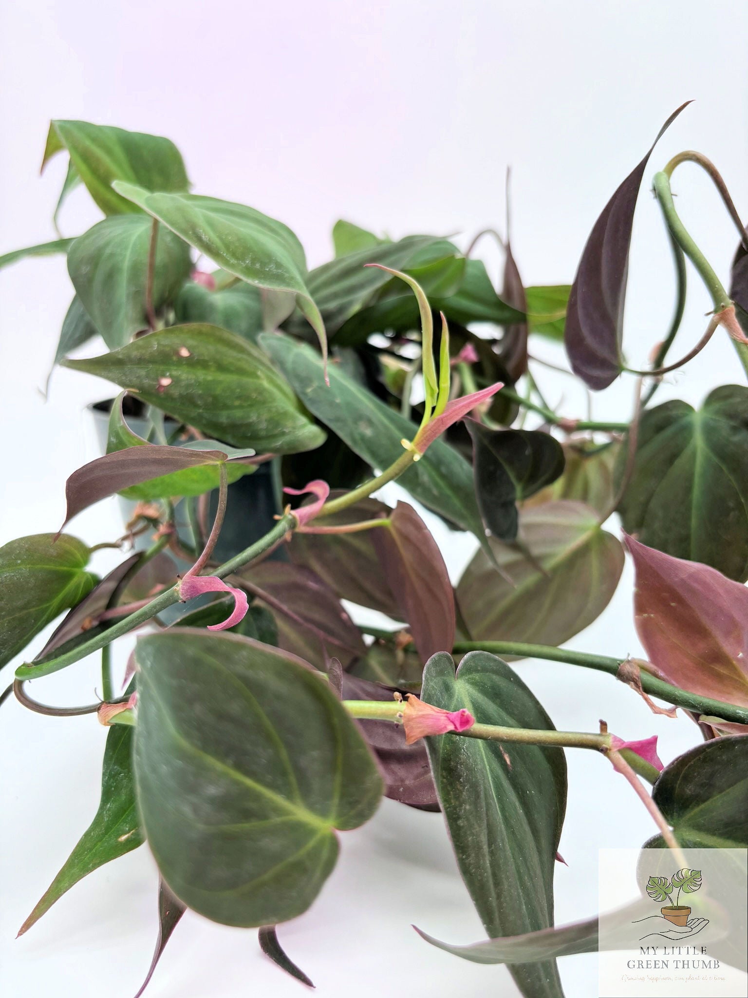 🌿  Philodendron Micans - Velvet Leaf Philodendron • Trailing Tropical Houseplant