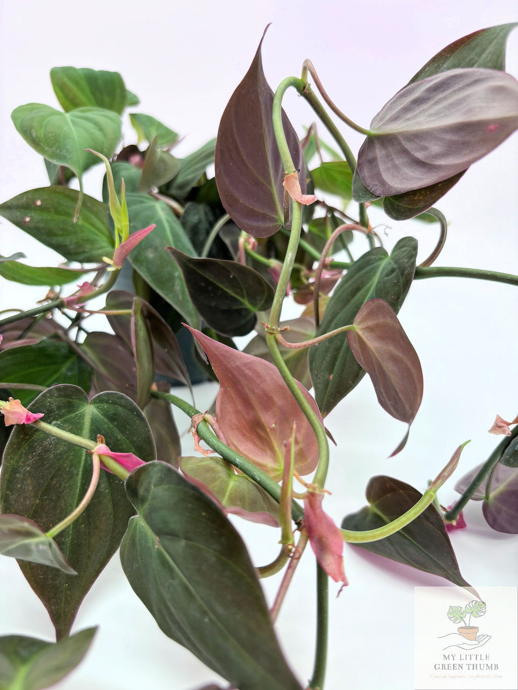 🌿  Philodendron Micans - Velvet Leaf Philodendron • Trailing Tropical Houseplant