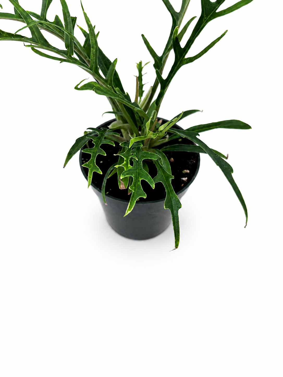 🌿 Philodendron Tortum - Rare Collector Philodendron • Unique Tropical Houseplant