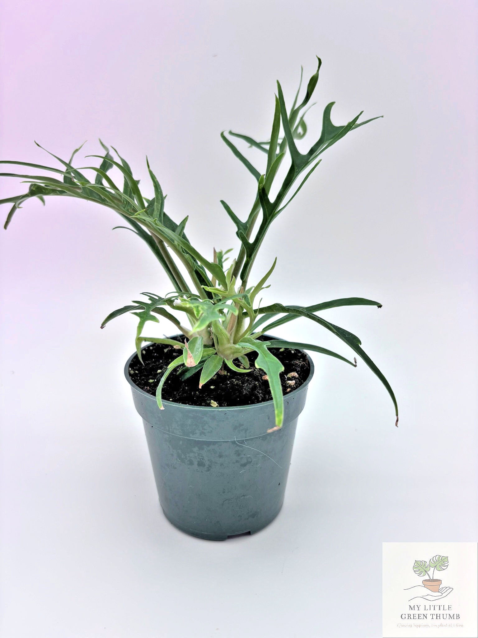 🌿 Philodendron Tortum - Rare Collector Philodendron • Unique Tropical Houseplant