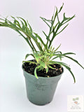 🌿 Philodendron Tortum - Rare Collector Philodendron • Unique Tropical Houseplant