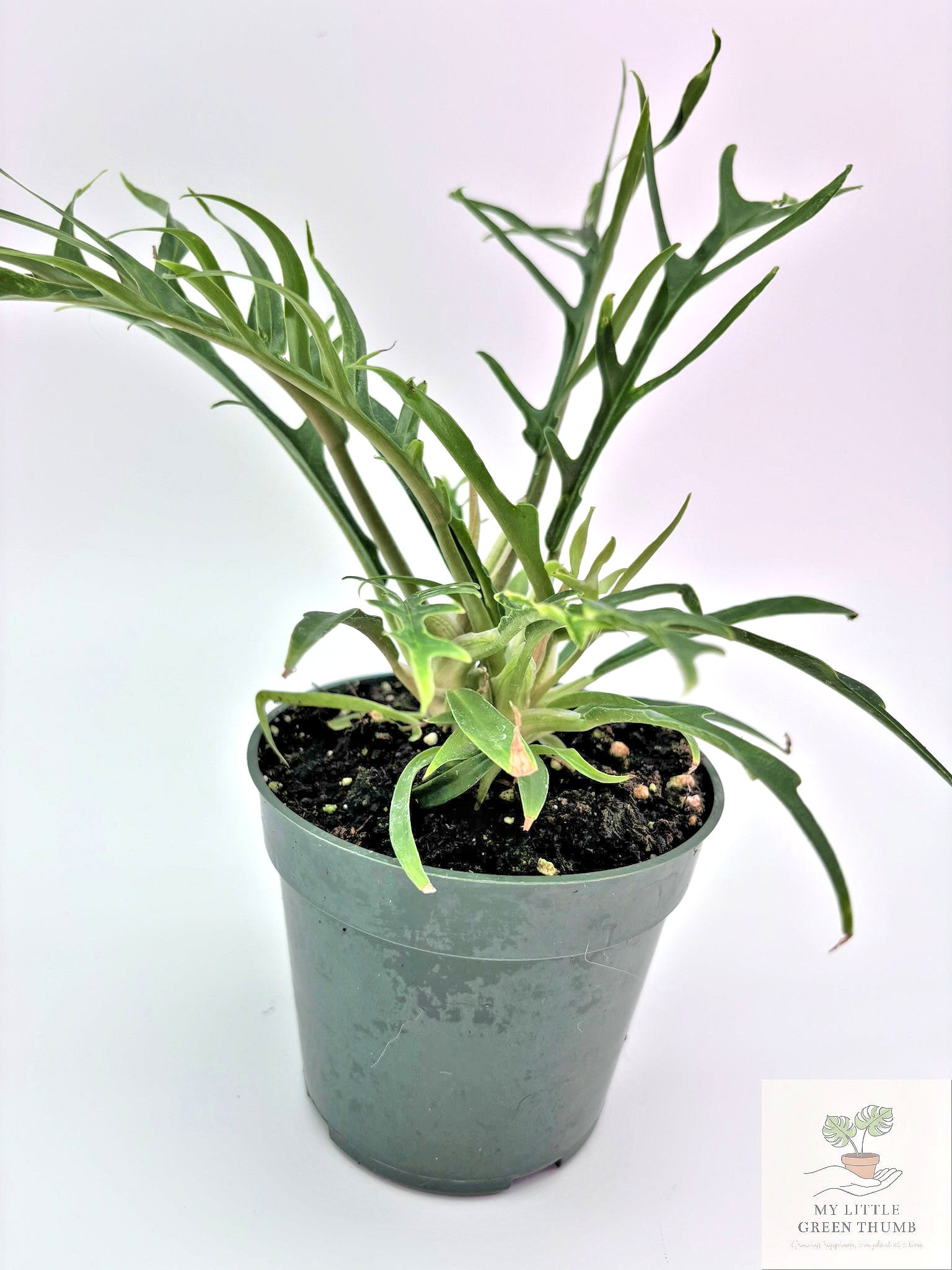 🌿 Philodendron Tortum - Rare Collector Philodendron • Unique Tropical Houseplant
