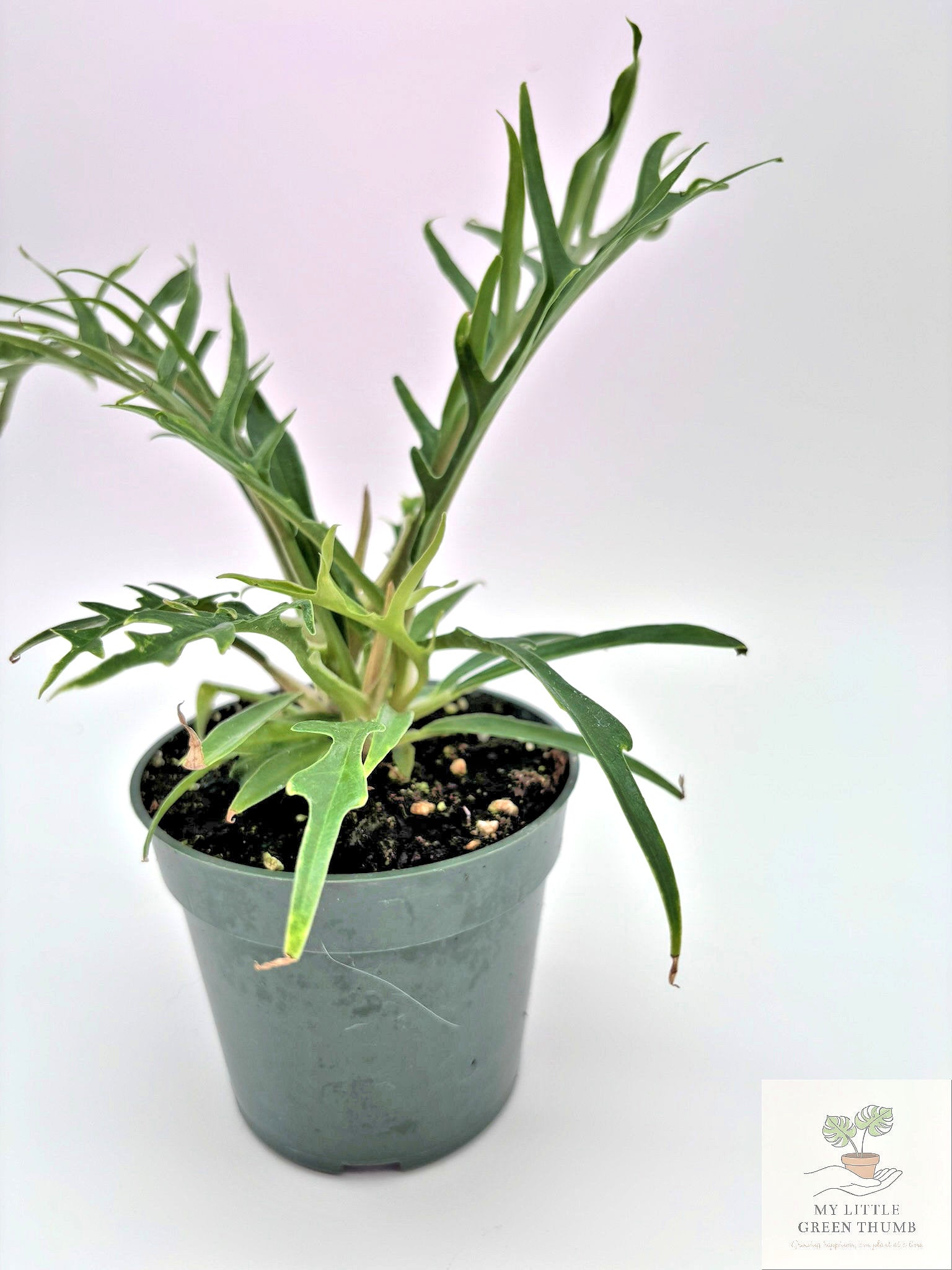 🌿 Philodendron Tortum - Rare Collector Philodendron • Unique Tropical Houseplant