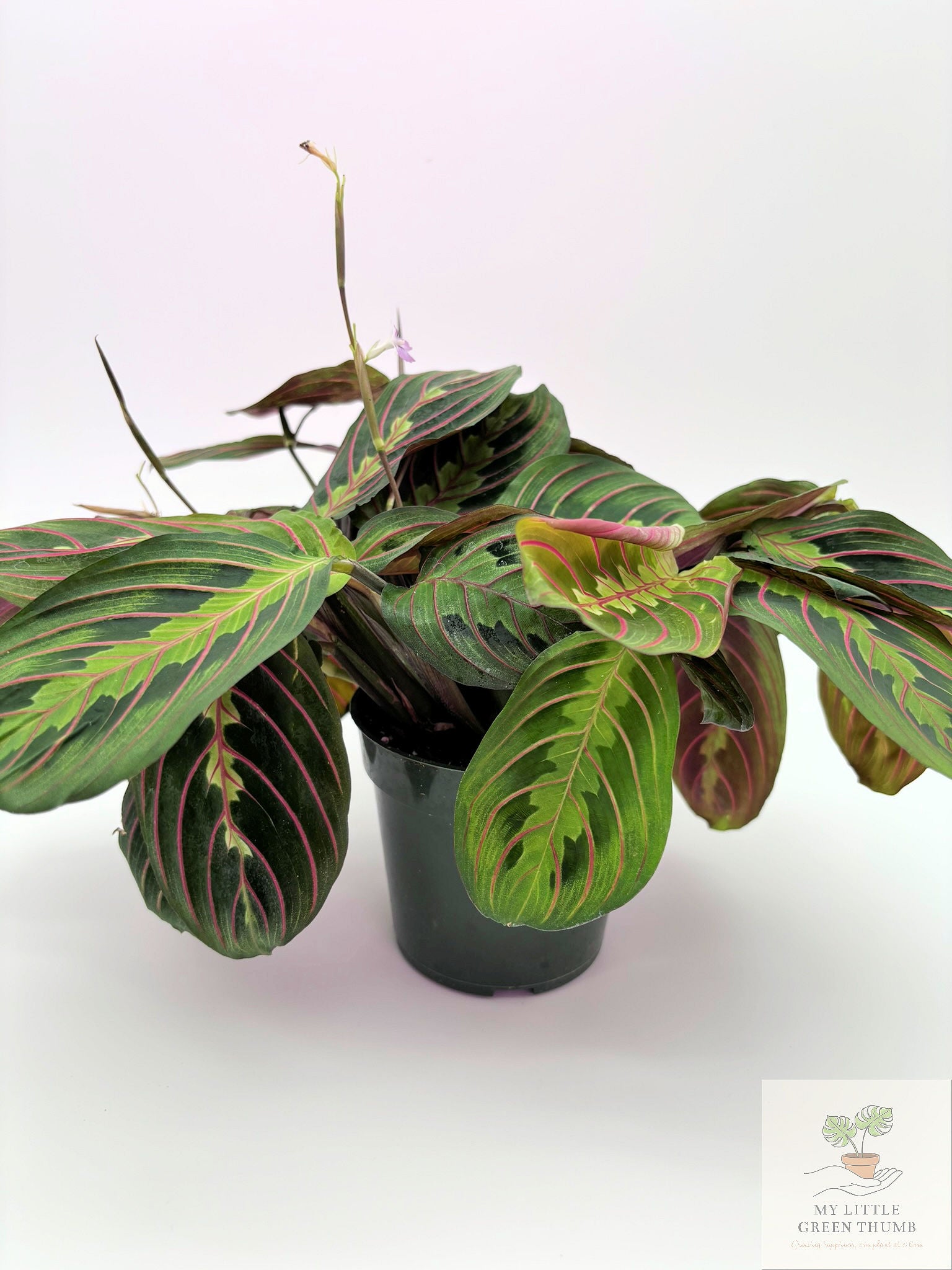 🌿  Prayer Plant Collection - Maranta Lemon Lime & Red Maranta • Pet-Friendly Tropical Houseplants