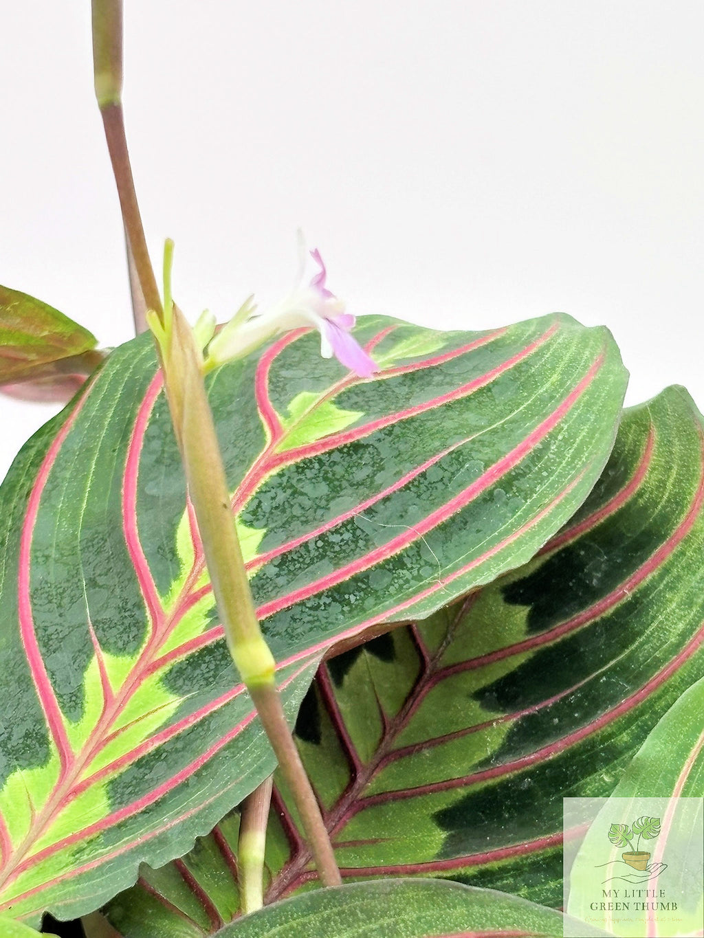 🌿  Prayer Plant Collection - Maranta Lemon Lime & Red Maranta • Pet-Friendly Tropical Houseplants