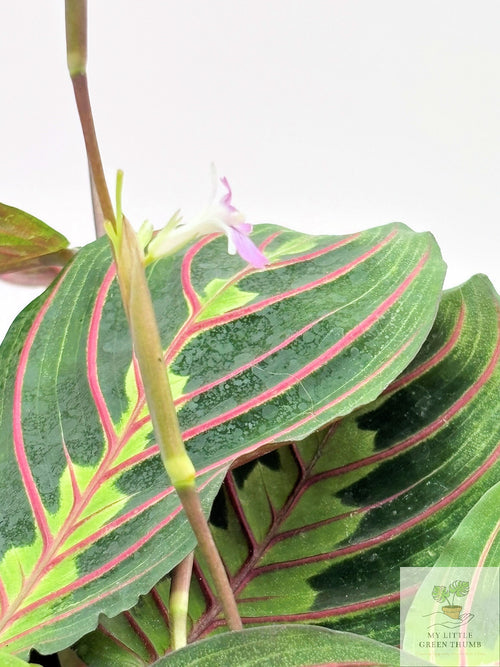🌿  Prayer Plant Collection - Maranta Lemon Lime & Red Maranta • Pet-Friendly Tropical Houseplants
