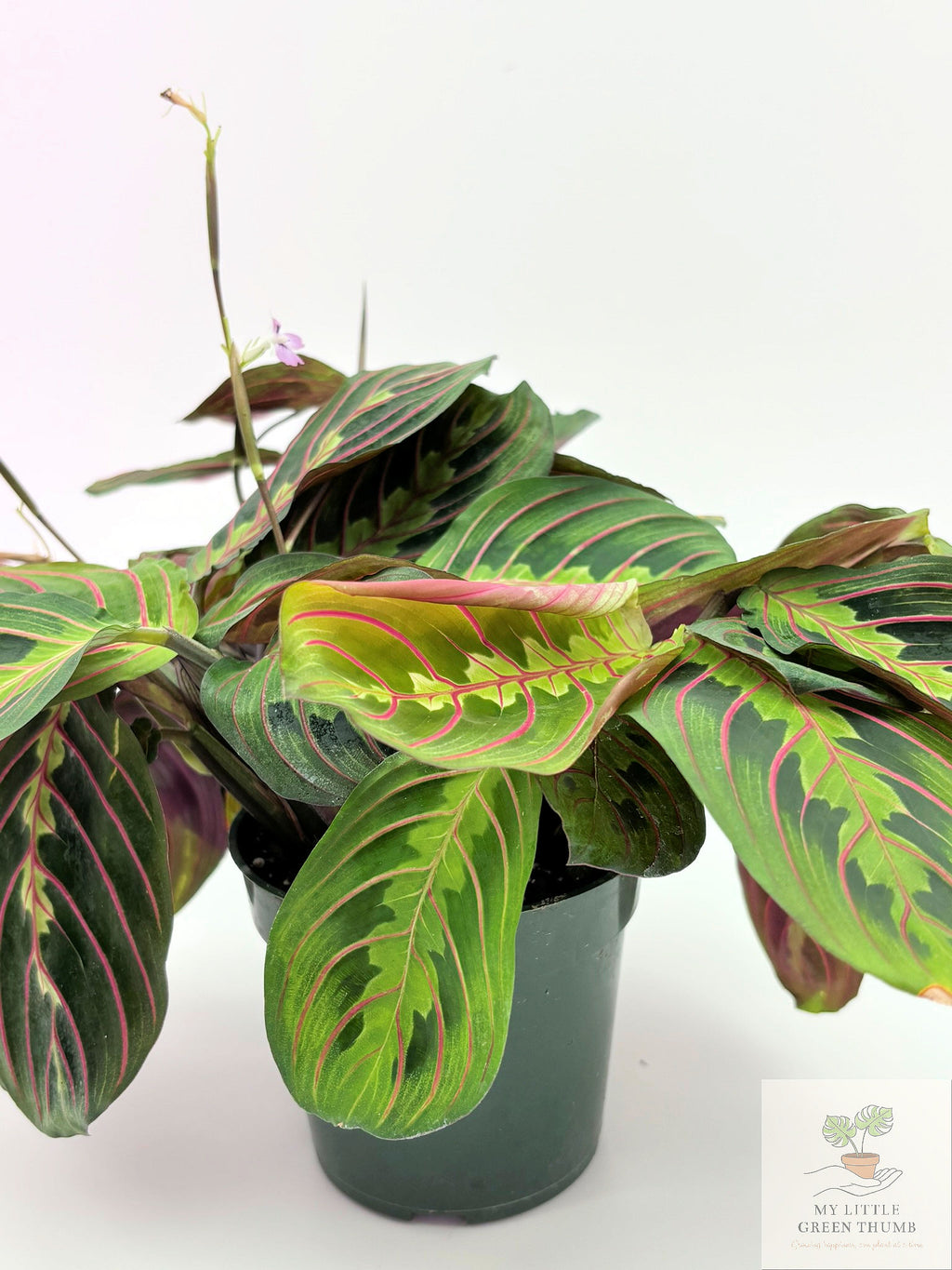 🌿  Prayer Plant Collection - Maranta Lemon Lime & Red Maranta • Pet-Friendly Tropical Houseplants
