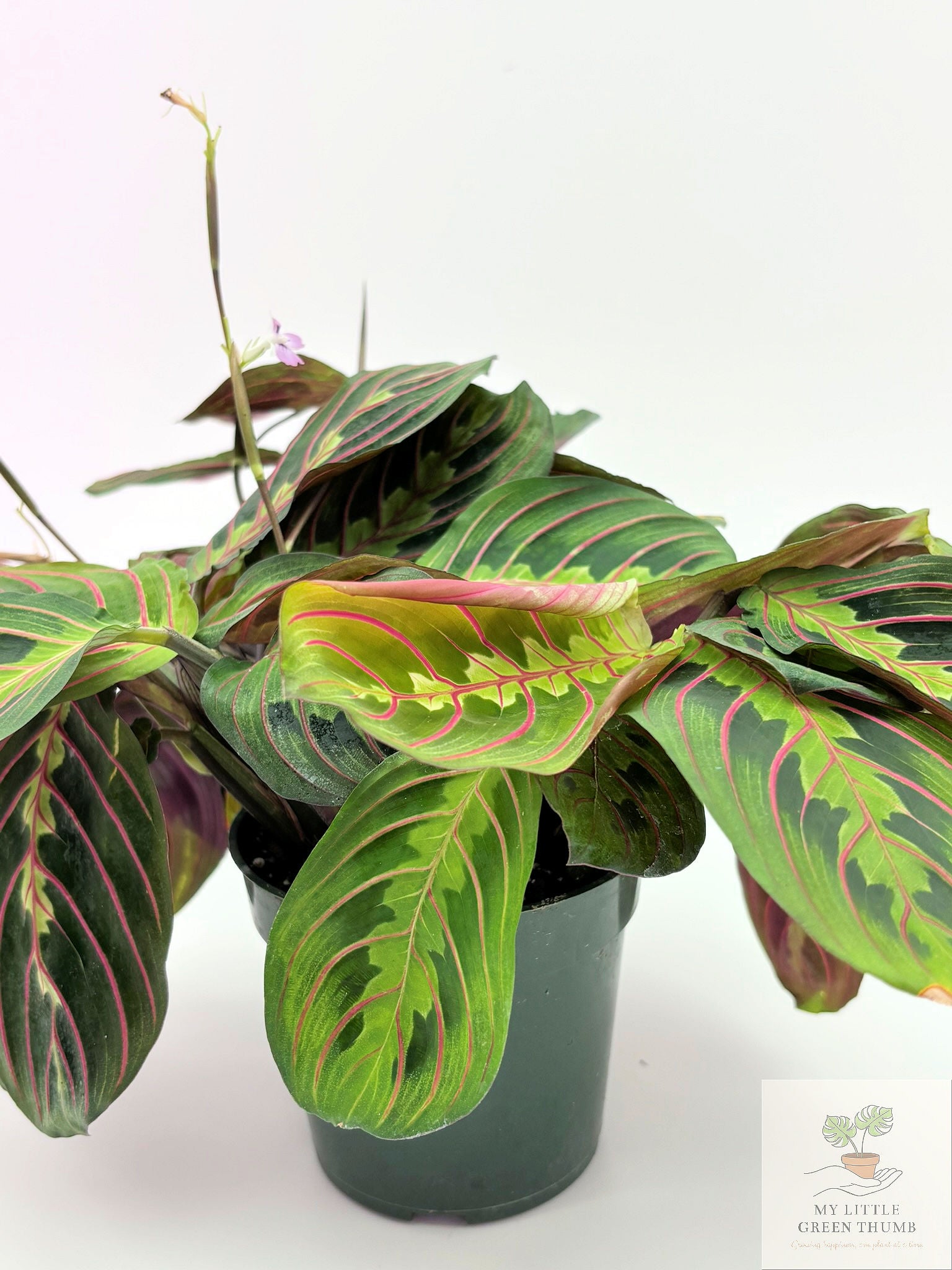 🌿  Prayer Plant Collection - Maranta Lemon Lime & Red Maranta • Pet-Friendly Tropical Houseplants