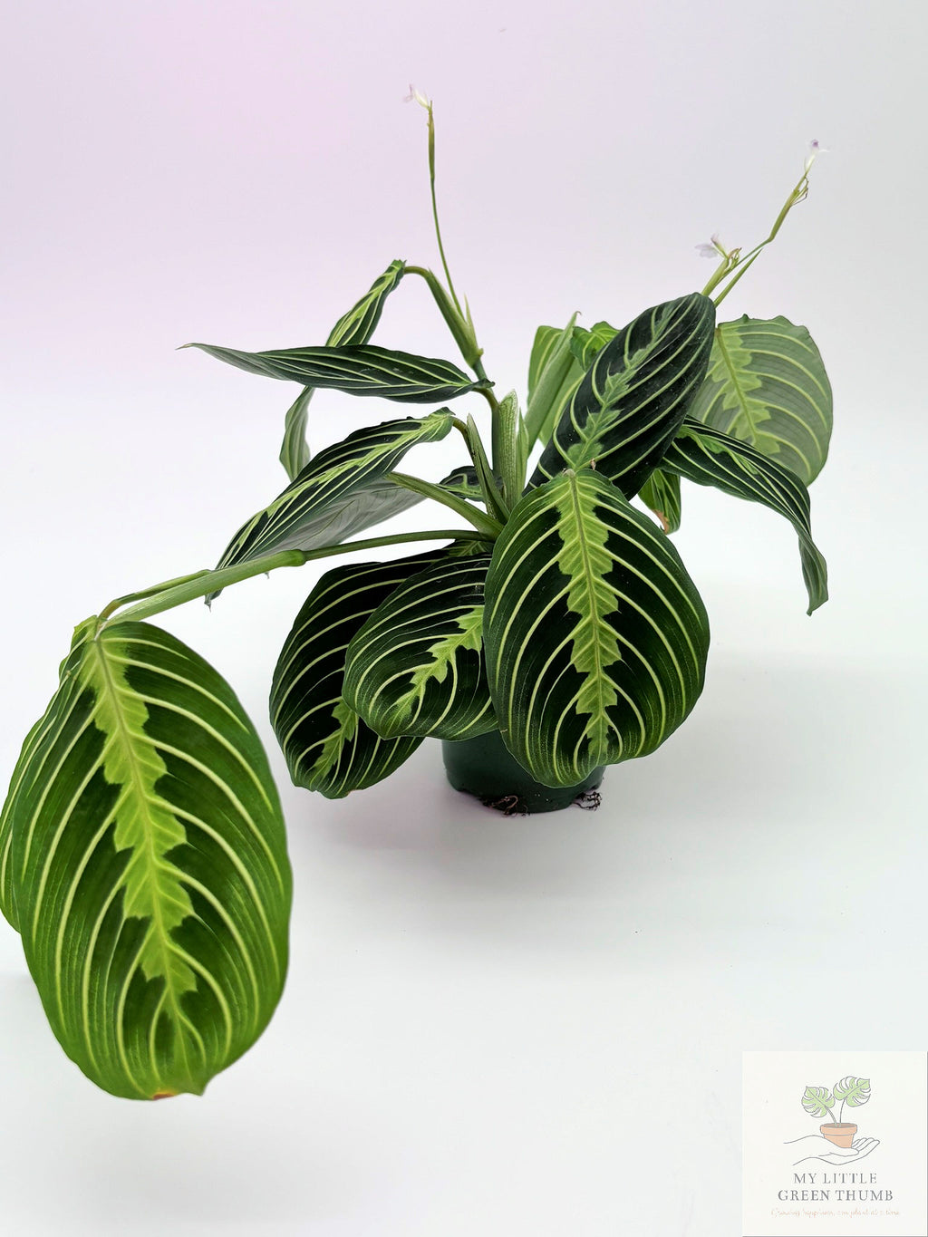 🌿  Prayer Plant Collection - Maranta Lemon Lime & Red Maranta • Pet-Friendly Tropical Houseplants