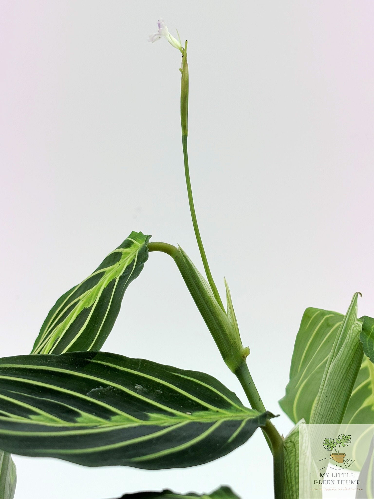 🌿  Prayer Plant Collection - Maranta Lemon Lime & Red Maranta • Pet-Friendly Tropical Houseplants