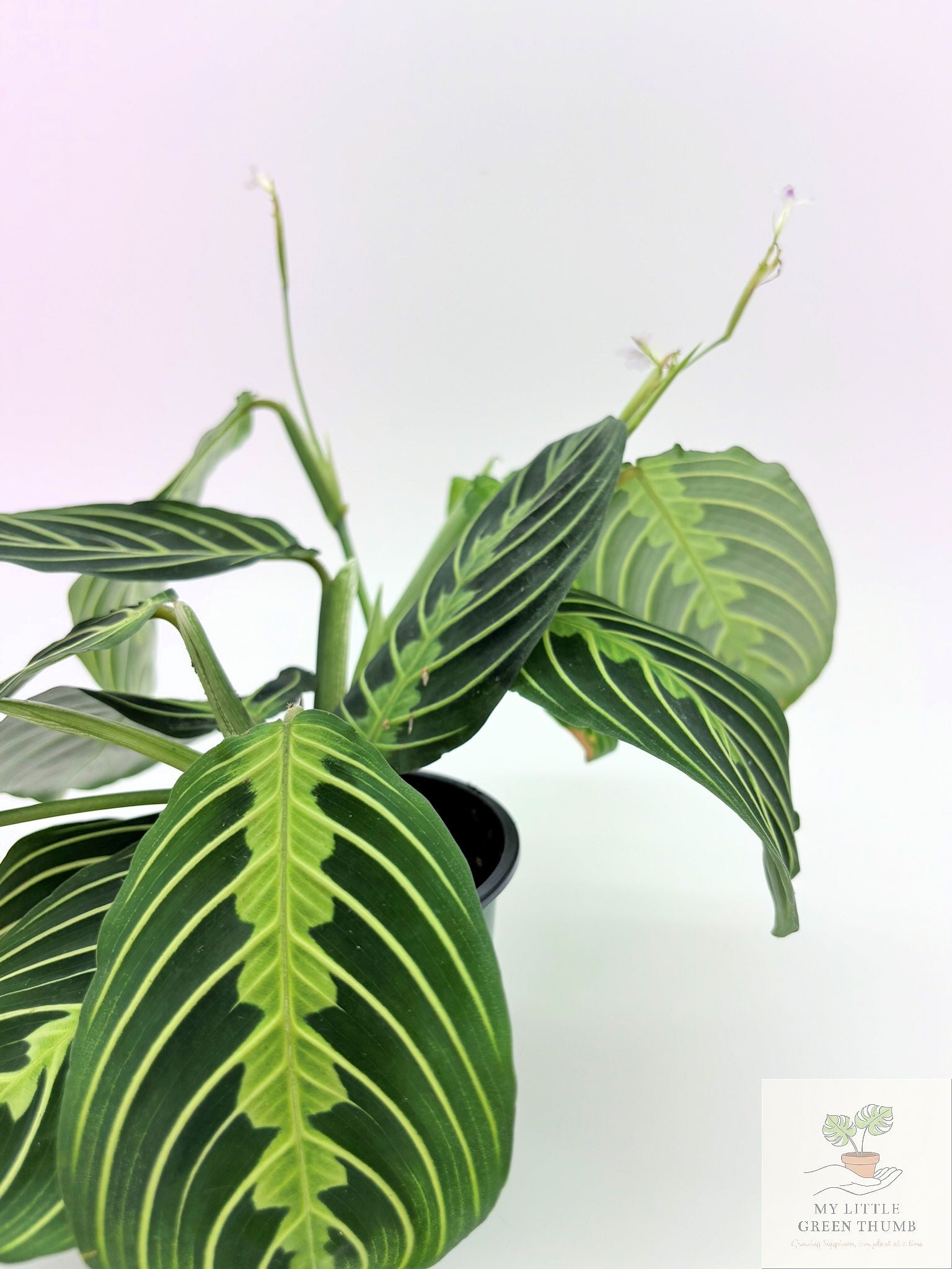 🌿  Prayer Plant Collection - Maranta Lemon Lime & Red Maranta • Pet-Friendly Tropical Houseplants