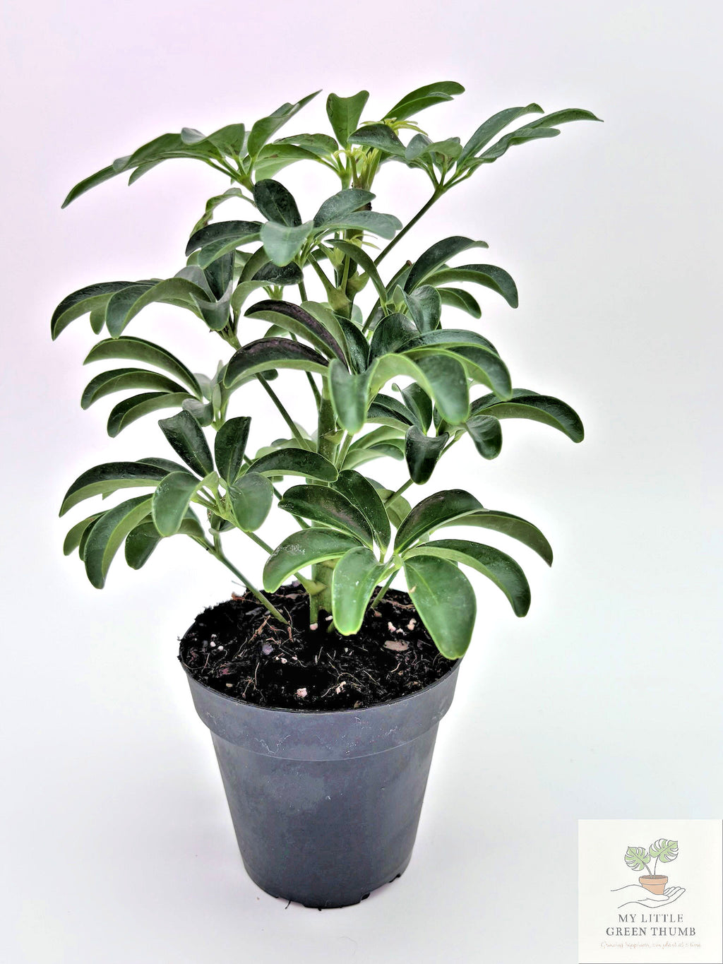 🌿 Dwarf Umbrella Plant Schefflera Arboricola • Easy-Care Tropical Houseplant