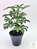 🌿 Dwarf Umbrella Plant Schefflera Arboricola • Easy-Care Tropical Houseplant