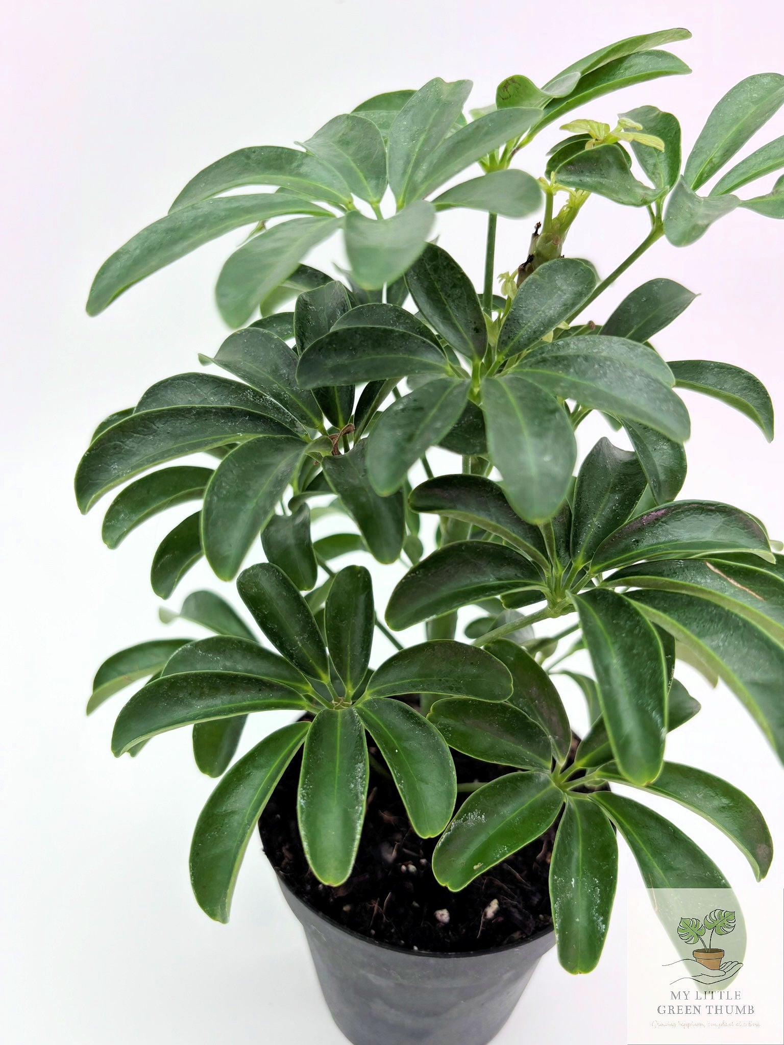 🌿 Dwarf Umbrella Plant Schefflera Arboricola • Easy-Care Tropical Houseplant