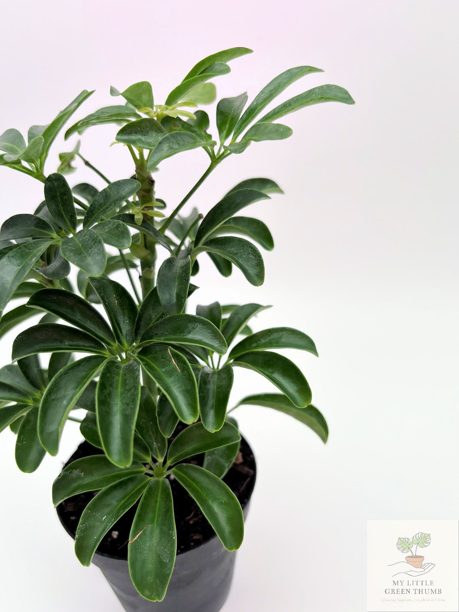 🌿 Dwarf Umbrella Plant Schefflera Arboricola • Easy-Care Tropical Houseplant