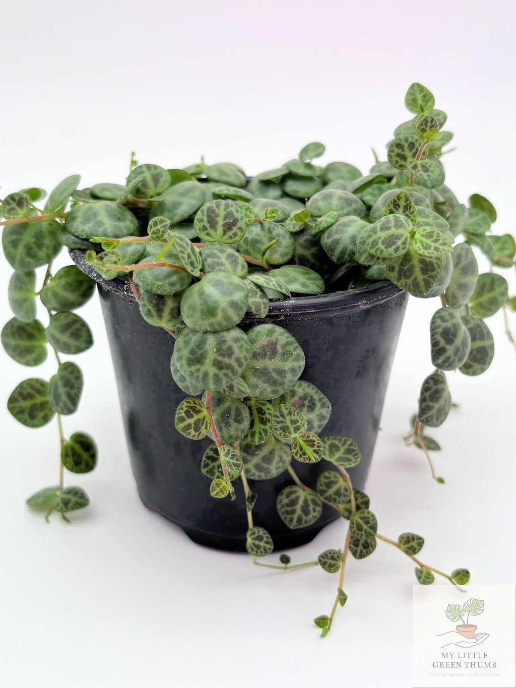 🌿 String of Turtles Peperomia Prostrata • Rare Trailing Houseplant