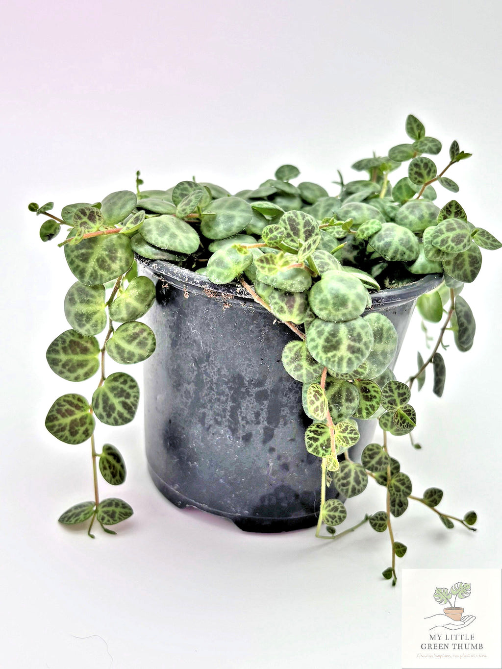 🌿 String of Turtles Peperomia Prostrata • Rare Trailing Houseplant