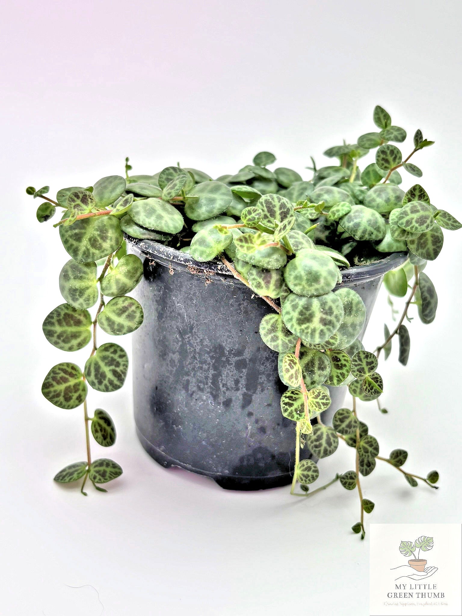 🌿 String of Turtles Peperomia Prostrata • Rare Trailing Houseplant