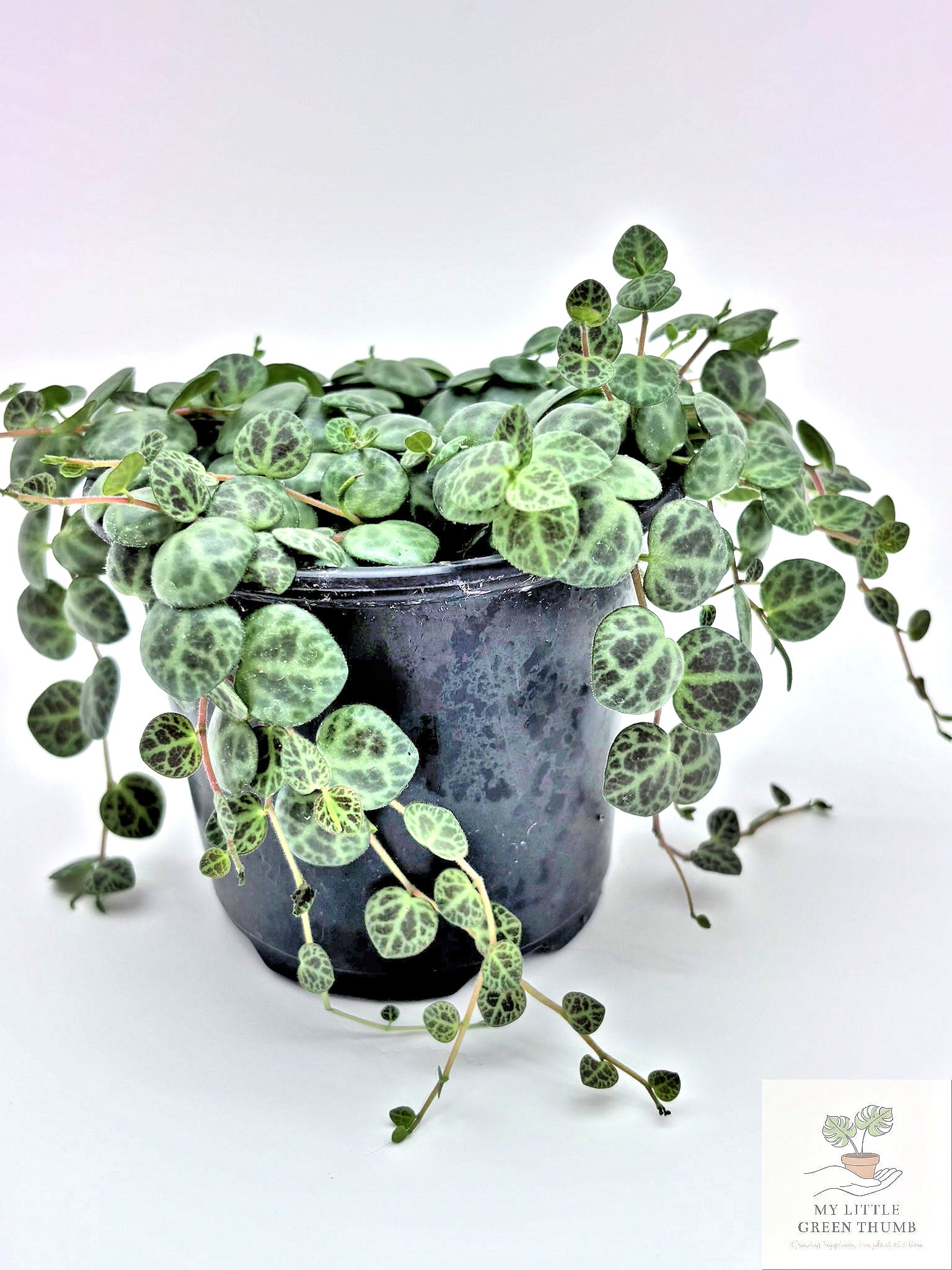 🌿 String of Turtles Peperomia Prostrata • Rare Trailing Houseplant