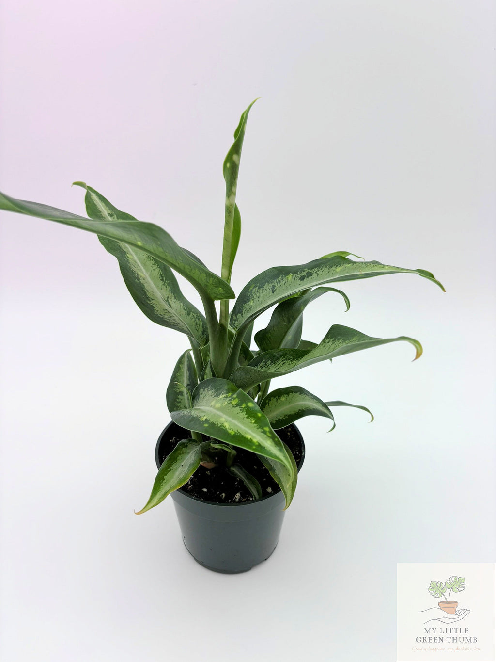 🌿 Dieffenbachia 'Panther' Bold Tropical Foliage Plant • Easy-Care Statement Houseplant