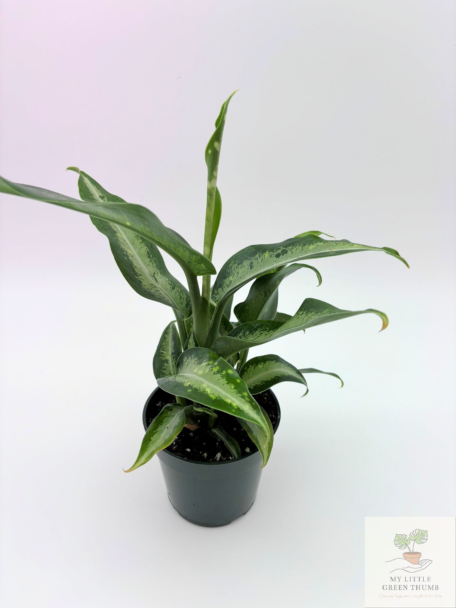 🌿 Dieffenbachia 'Panther' Bold Tropical Foliage Plant • Easy-Care Statement Houseplant