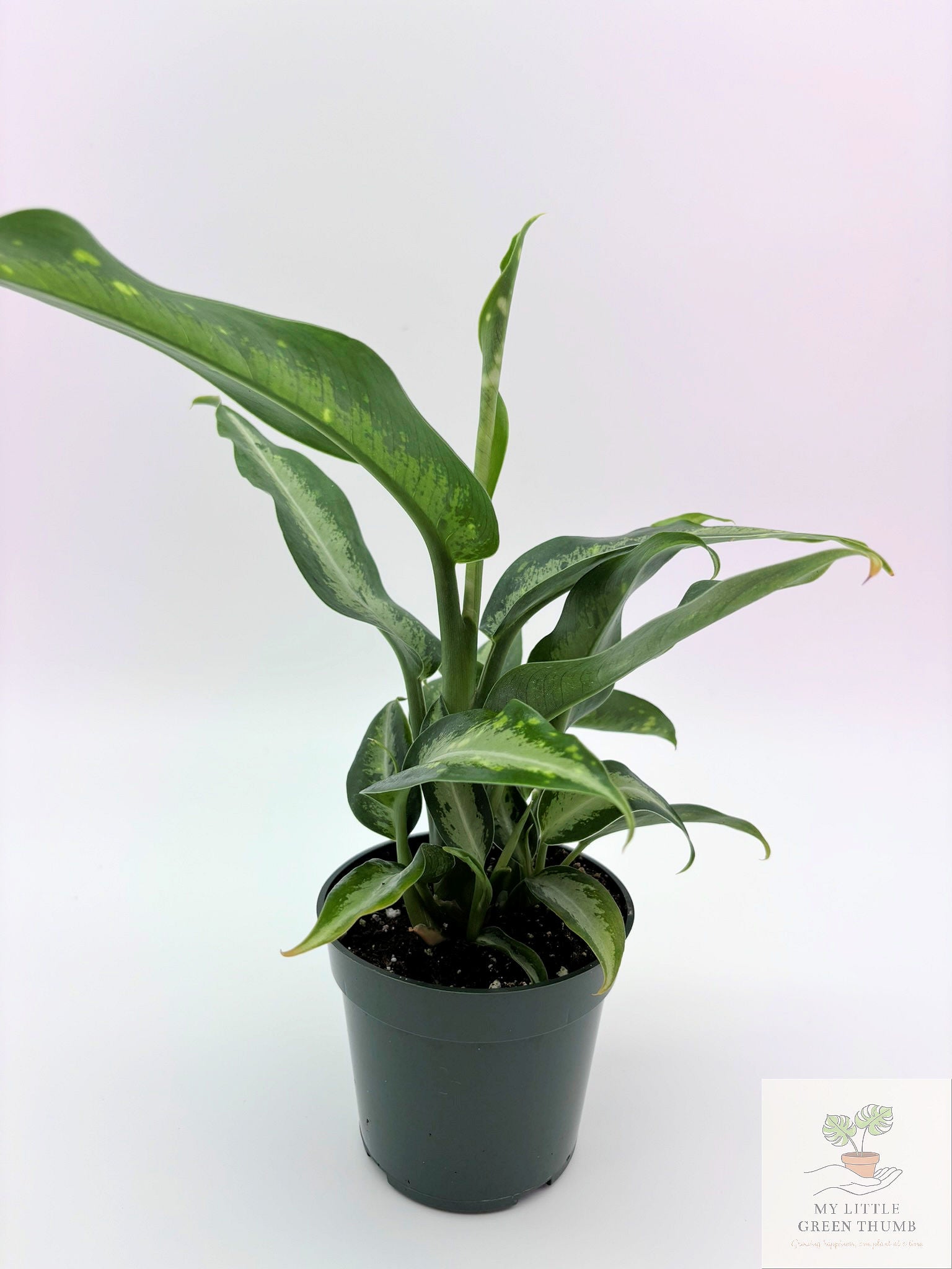 🌿 Dieffenbachia 'Panther' Bold Tropical Foliage Plant • Easy-Care Statement Houseplant