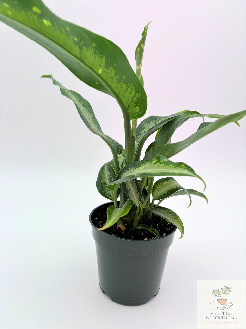 🌿 Dieffenbachia 'Panther' Bold Tropical Foliage Plant • Easy-Care Statement Houseplant