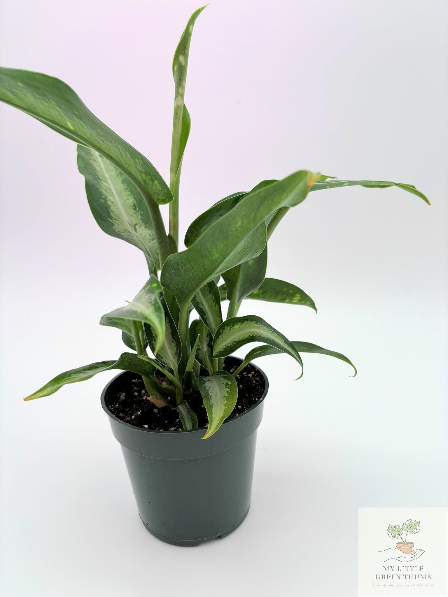 🌿 Dieffenbachia 'Panther' Bold Tropical Foliage Plant • Easy-Care Statement Houseplant