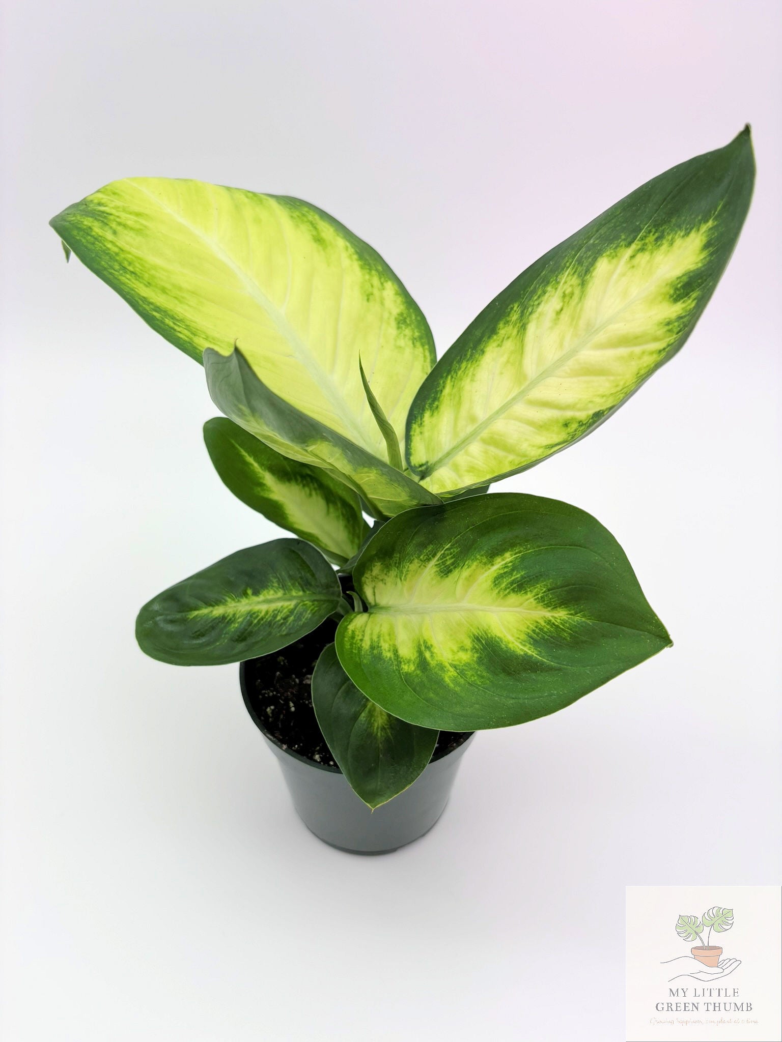🌿 Dieffenbachia 'Camille' Elegant Tropical Foliage Plant • Easy-Care Houseplant