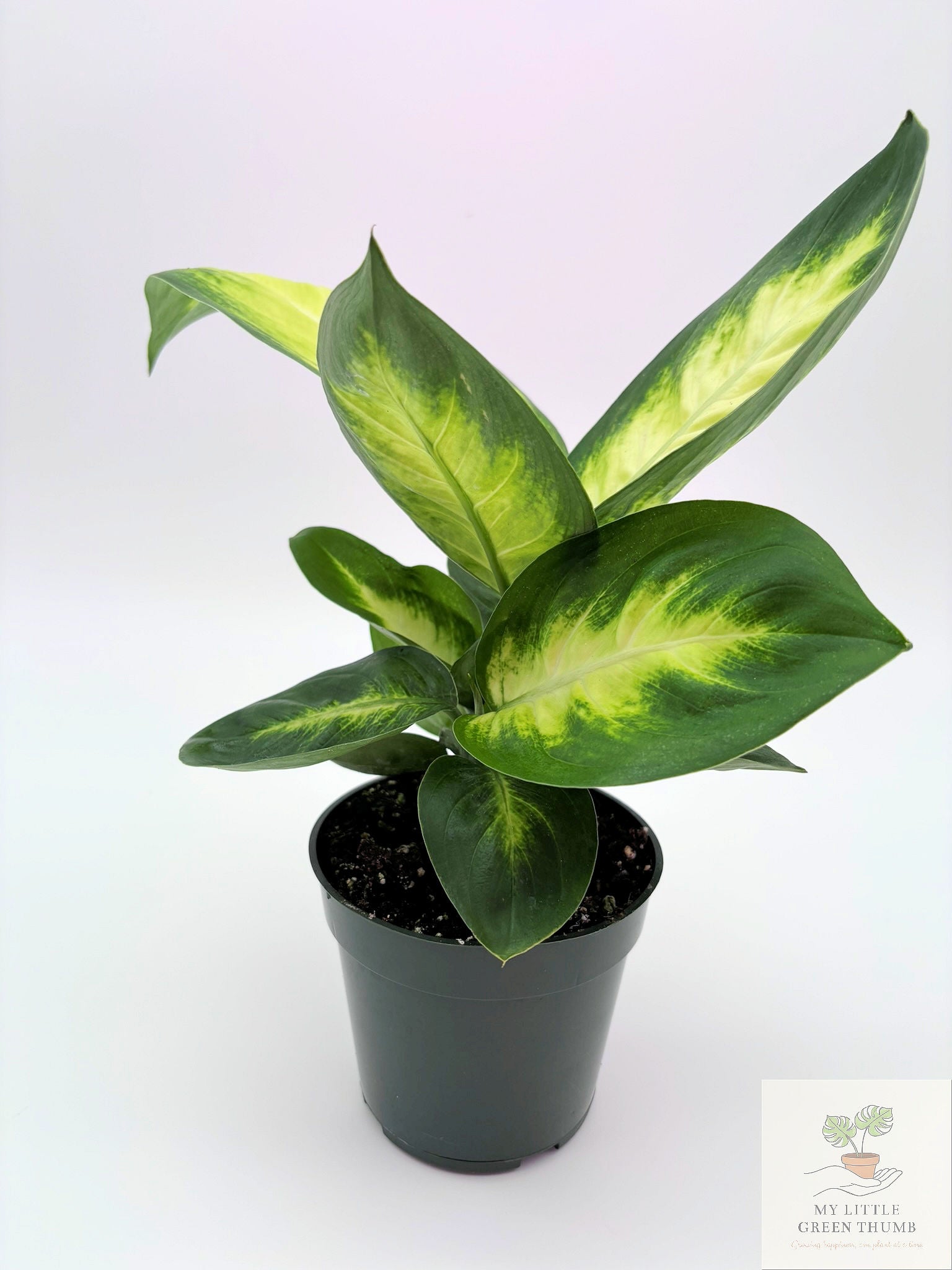 🌿 Dieffenbachia 'Camille' Elegant Tropical Foliage Plant • Easy-Care Houseplant