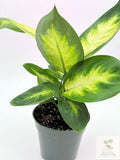 🌿 Dieffenbachia 'Camille' Elegant Tropical Foliage Plant • Easy-Care Houseplant