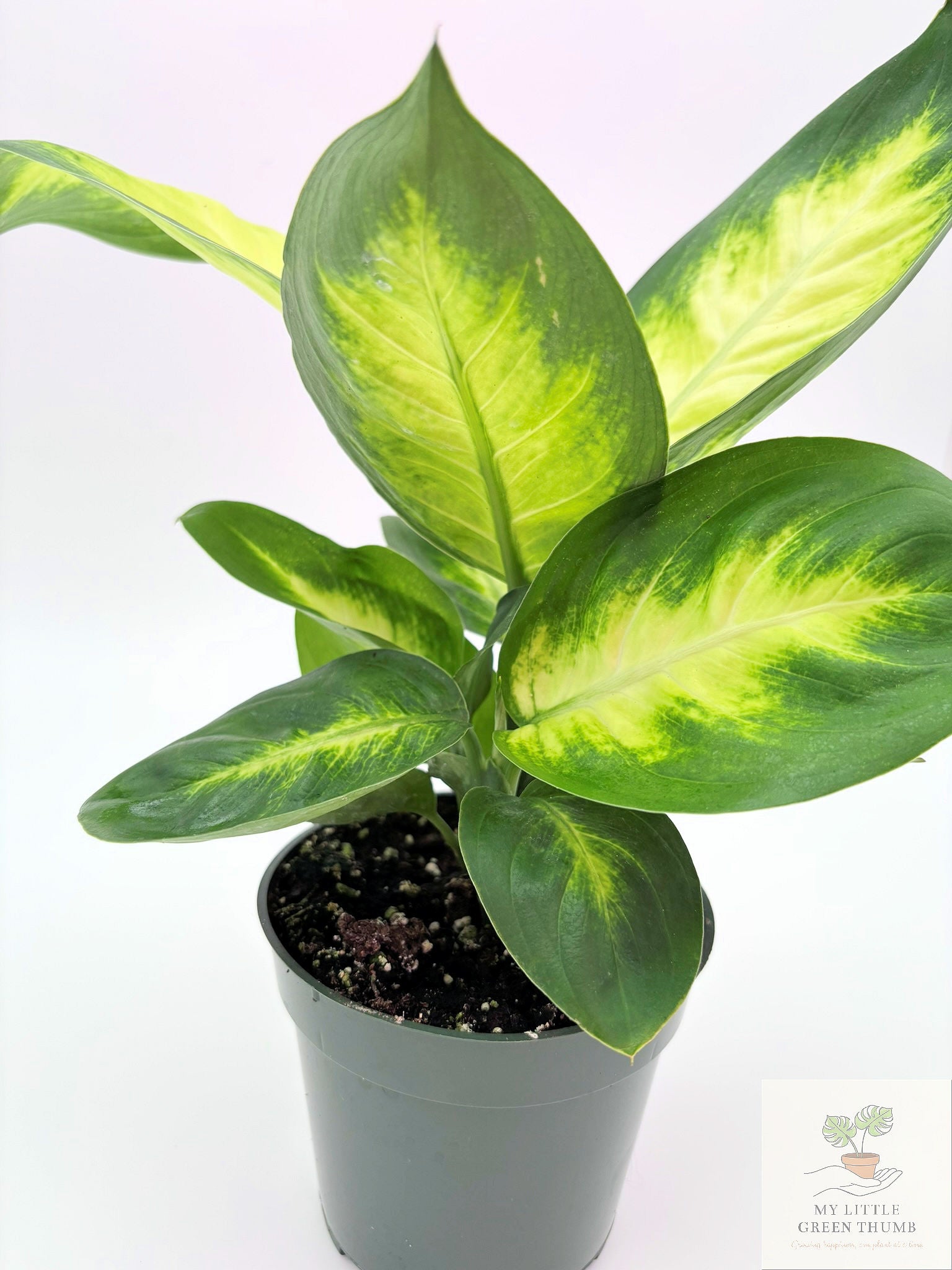🌿 Dieffenbachia 'Camille' Elegant Tropical Foliage Plant • Easy-Care Houseplant